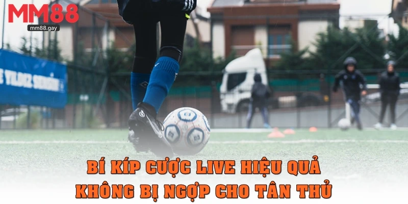 Bí kíp cược live hiệu quả, không bị ngợp cho tân thủ