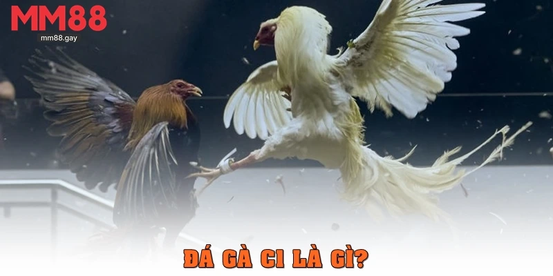 Đá gà C1 là gì?