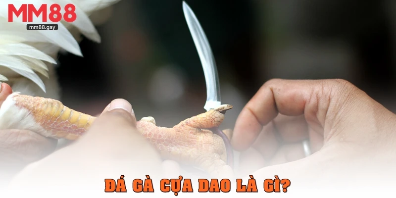 Đá gà cựa dao là gì?