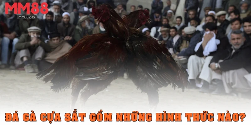 Đá gà cựa sắt gồm những hình thức nào?