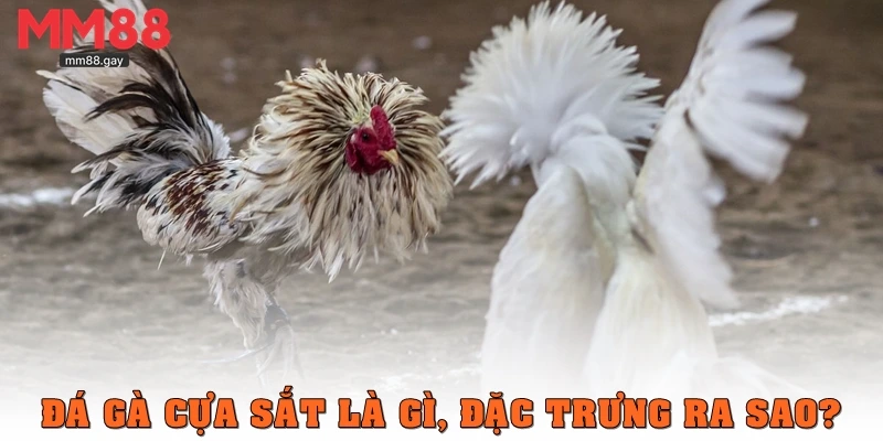 Đá gà cựa sắt là gì, đặc trưng ra sao?