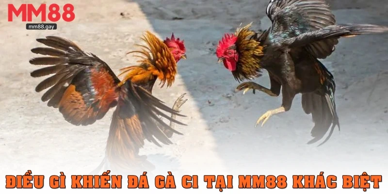 Điều gì khiến đá gà C1 tại MM88 khác biệt?