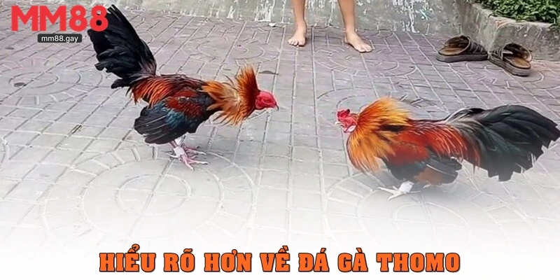 Hiểu rõ hơn về đá gà Thomo