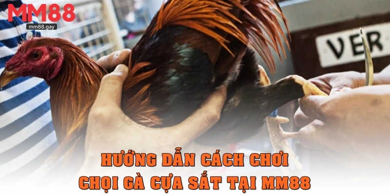 Hướng dẫn cách chơi chọi gà cựa sắt tại MM88