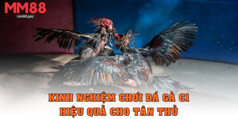 Kinh nghiệm chơi chọi gà C1 hiệu quả cho tân thủ