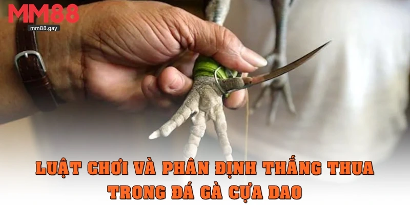 Luật chơi và phân định thắng thua trong đá gà cựa dao